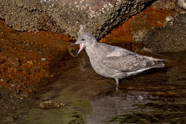 Glaucous Winged Gull Eat Sea Urchins Vancouver Canada — Stock Photo, Image