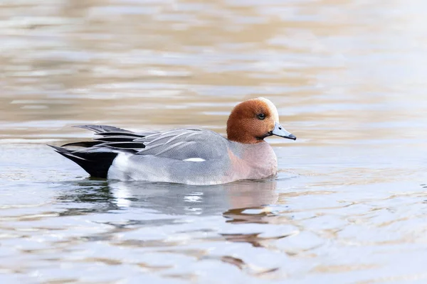 Eurázsiai Wigeon Kacsa Vancouver Kanada — Stock Fotó