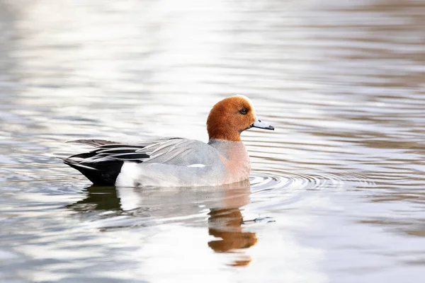 Eurázsiai Wigeon Kacsa Vancouver Kanada — Stock Fotó