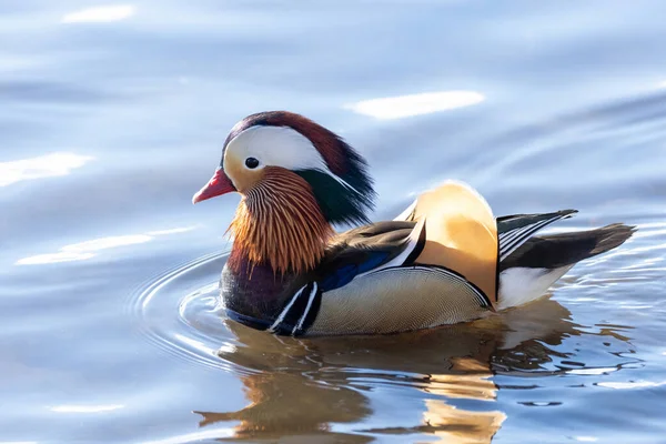 Manlig Mandarin Anka Vid Vancouver Kanada — Stockfoto