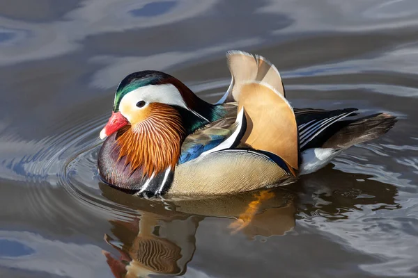 Male Mandarin Duck Vancouver Canada — Stock Photo, Image