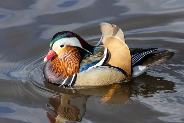 Manlig Mandarin Anka Vid Vancouver Kanada — Stockfoto