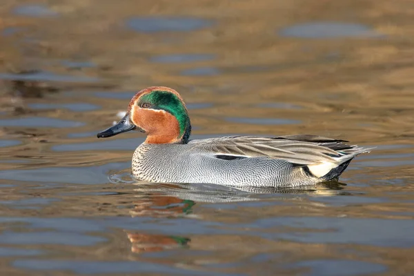 Anatra Verde Acqua Eurasiatica Vancouver Canada — Foto Stock