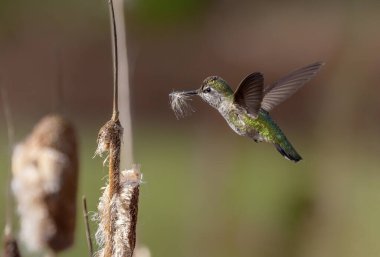 Anna 'nın Sinekkuşu, Kanada' da MÖ Vancouver 'da Yuva Topluyor