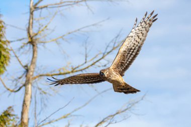 Kuzey harrier kuşu BC Vancouver Kanada 'da