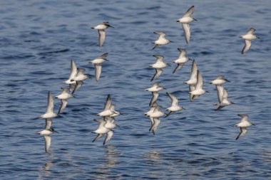  Vancouver BC Kanada 'da Uçan Sanderling kuşu