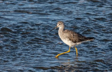 Vancouver Bc Kanada büyük Sarıbacak kuşa