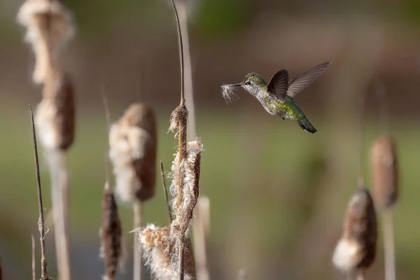 Anna Hummingbird Coletando Material Nidificação Vancouver Brasil — Fotografia de Stock