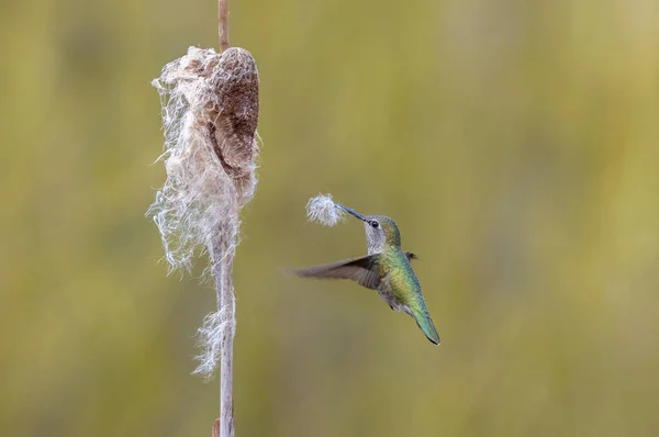 Colibrí Anna Recogiendo Material Anidación Vancouver Canada — Foto de Stock