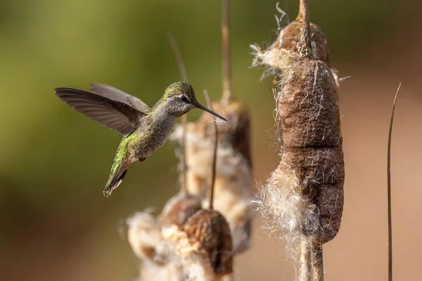 Anna Hummingbird Coletando Material Nidificação Vancouver Brasil — Fotografia de Stock