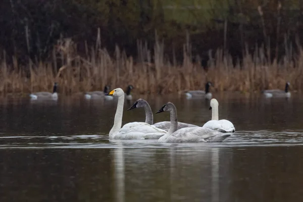 Trompetzwaan Kinkhoornzwaan Bij Vancouver Canada Trout Lake — Stockfoto