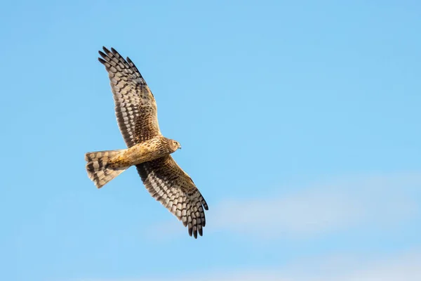 Northern Harrier Bird Vancouver Canada — Stock Photo, Image