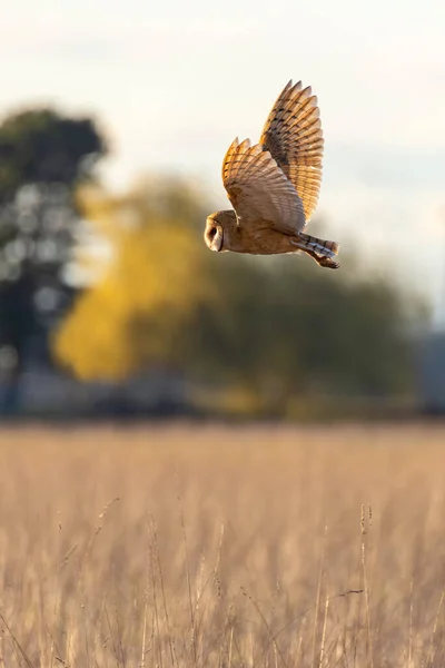 Barn Owl Bird Vancouver Canada — Foto de Stock