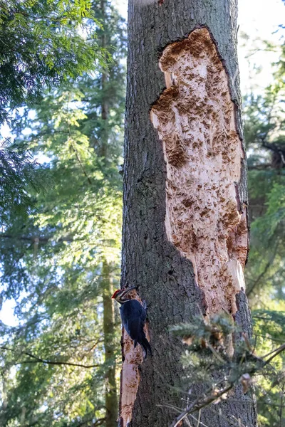 不列颠哥伦比亚省温哥华的啄木鸟 — 图库照片