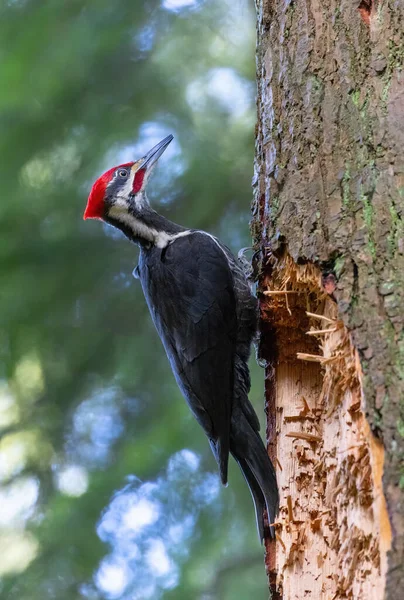 Uccello Picchio Pileato Vancouver Canada — Foto Stock