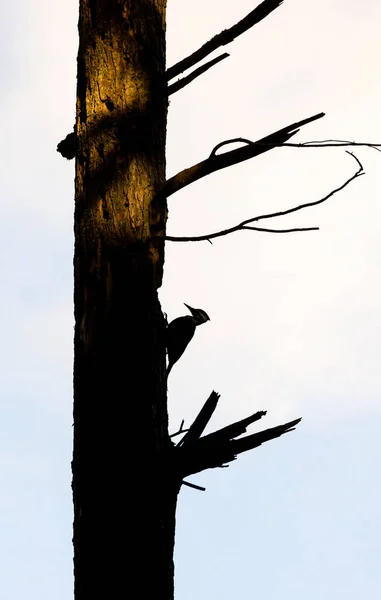 Gespleten Specht Vogel Bij Vancouver Canada — Stockfoto