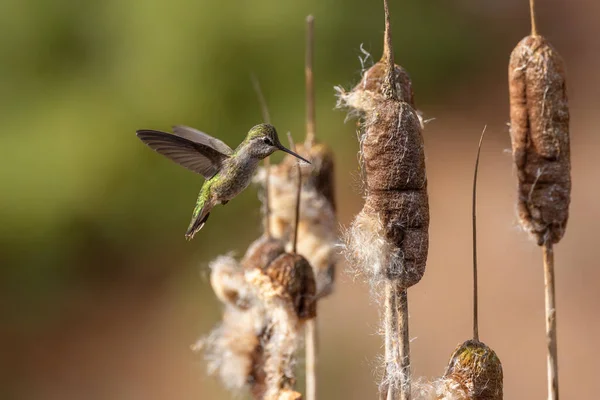 Annas Hummingbird Collecting Nesting Materials Vancouver Canada 스톡 사진