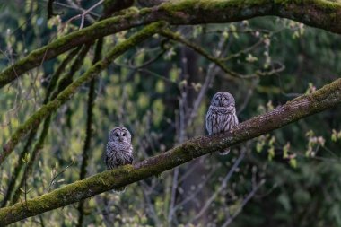 Vancouver BC Kanada 'da yasaklanmış baykuş.