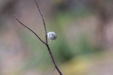 Ruby, Vancouver Bc Kanada küçük kral taç