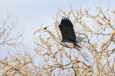 Büyük mavi balıkçıl MÖ Vancouver Kanada 'da yuva yapıyor.
