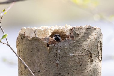 Vancouver BC Kanada 'da siyah başlıklı tavuk yuvası