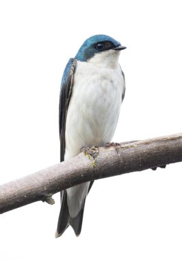 ağaç kırlangıç kuşu Vancouver Bc Kanada