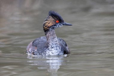 Vancouver BC Kanada 'da Eared Grebe kuşu