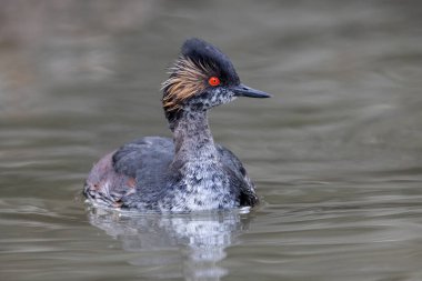 Vancouver BC Kanada 'da Eared Grebe kuşu
