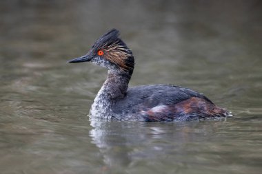 Vancouver BC Kanada 'da Eared Grebe kuşu