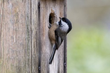 Vancouver BC Kanada 'da siyah başlıklı tavuk yuvası