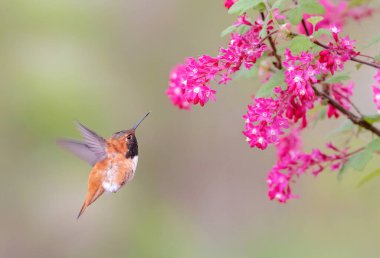  Rufous Hummingbird ve çiçek Vancouver BC Kanada