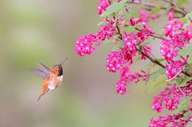  Rufous Hummingbird ve çiçek Vancouver BC Kanada