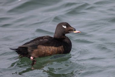Vancouver BC Kanada 'da beyaz kanatlı scoter