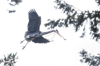 Büyük mavi balıkçıl MÖ Vancouver Kanada 'da yuva yapıyor.