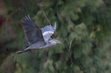 Büyük mavi balıkçıl MÖ Vancouver Kanada 'da yuva yapıyor.