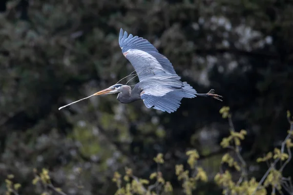 Great Blue Heron Nesting Vancouver Canada — стоковое фото