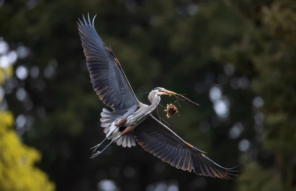 Great Blue Heron Nesting Vancouver Canada — стоковое фото