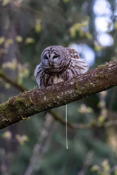 Vancouver Kanada Yasaklanmış Baykuş — Stok fotoğraf