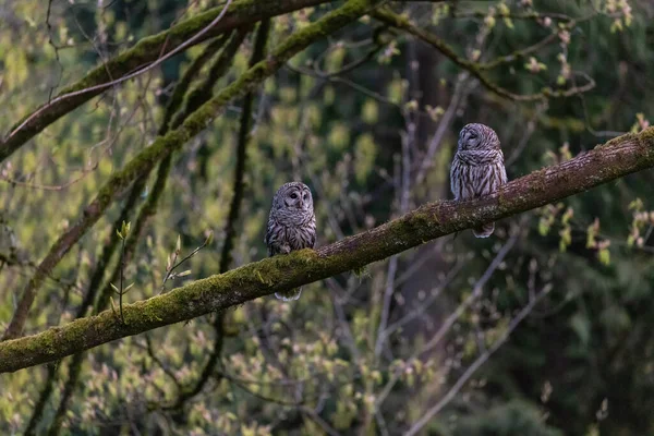 Barred Uggla Fågel Vid Vancouver Kanada — Stockfoto