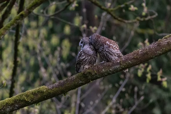 Hibou Rayé Vancouver Canada — Photo