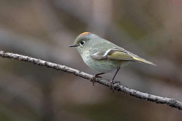 Ruby crowned Kinglet at Vancouver BC Canada