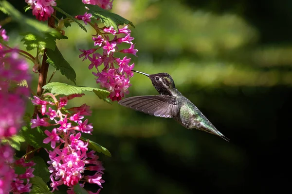 Annas Kolibri Och Blomma Vancouver Canada — Stockfoto