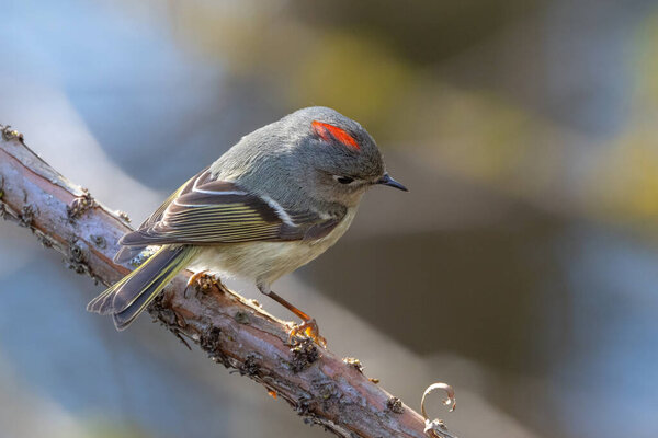 Ruby crowned Kinglet at Vancouver BC Canada