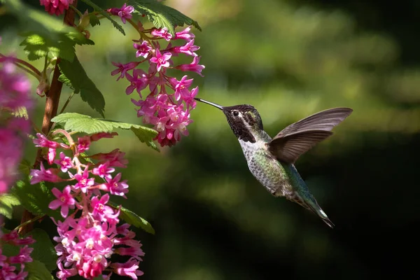 Anna Hummingbird Flower Vancouver Canada — Foto de Stock