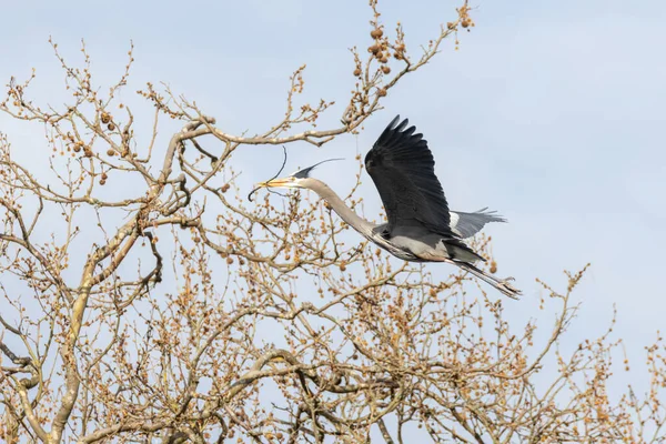 Great Blue Heron Nesting Vancouver Canada — Photo