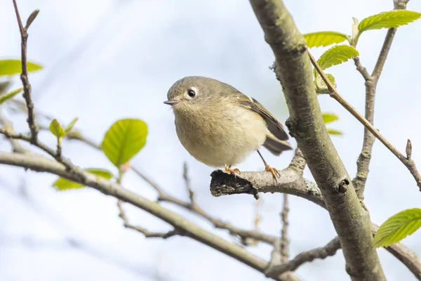 Ruby Koronowany Kinglet Vancouver Kanada — Zdjęcie stockowe