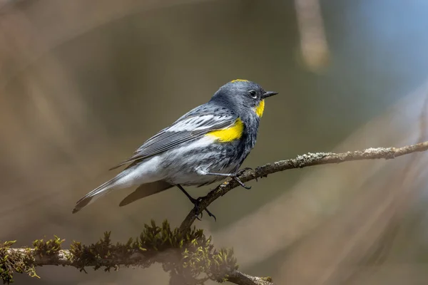 Yellow Rumped Warbler Vancouver Canada — Stock Photo, Image