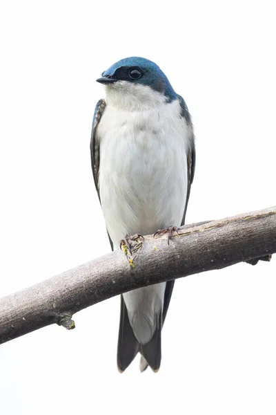 Tree Swallow Bird Vancouver Canada — Stock Photo, Image