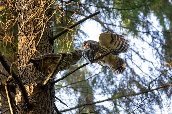Barred Owl Eating Vancouver Canada — стоковое фото