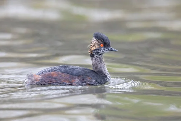 Eared Grebe Ave Vancouver Canadá —  Fotos de Stock